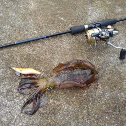 越前海岸でエギング